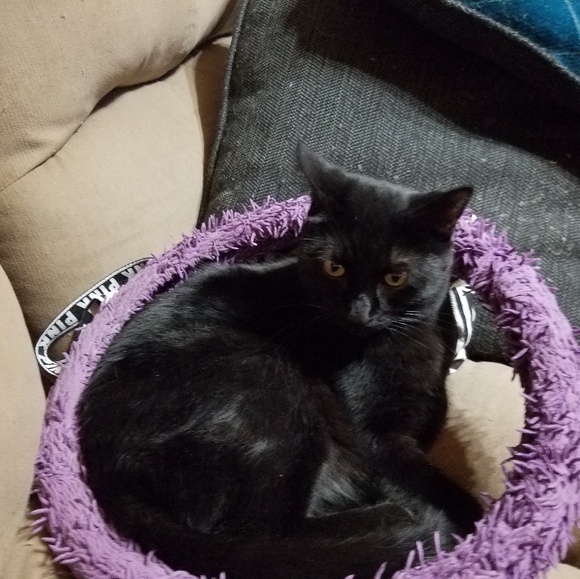 Meet your Posher, Bobbi - Picture 4 of 6